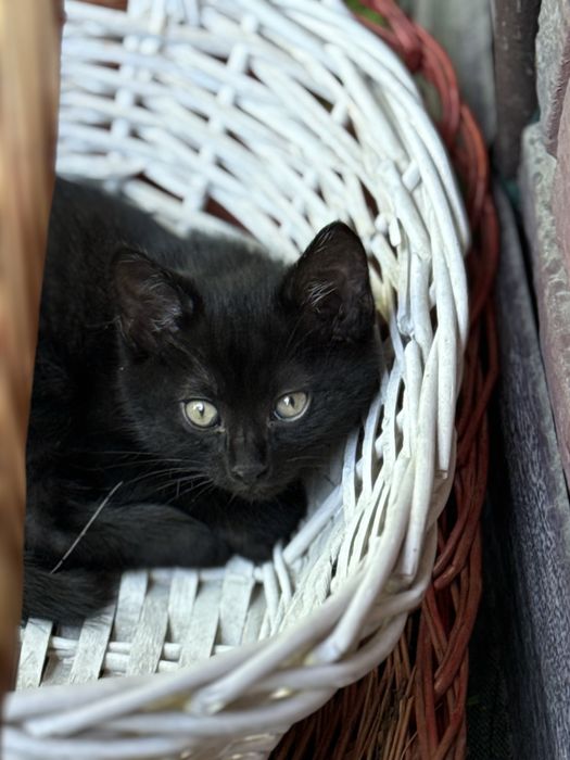Отдадим котенка, мальчик в добрые руки