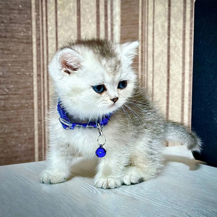 Toza britan .Fold shinshilla bollari