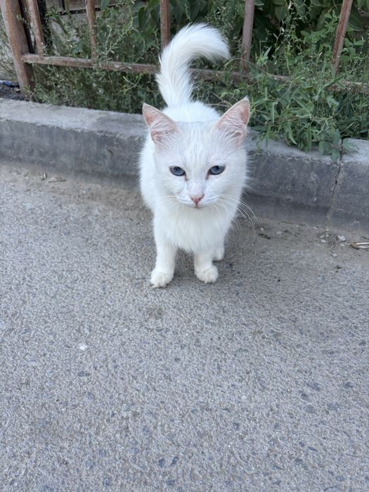 Отдам в добрые , ответственные руки