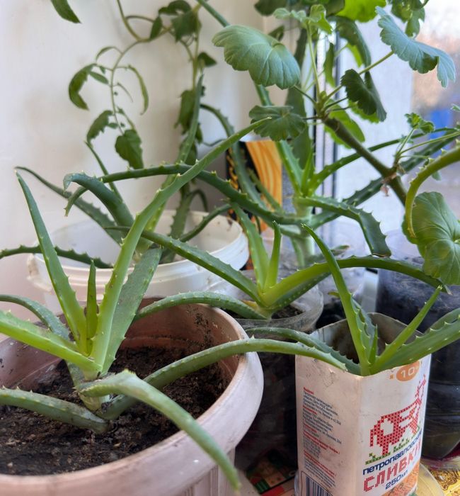 Алоэ столетний лечебный