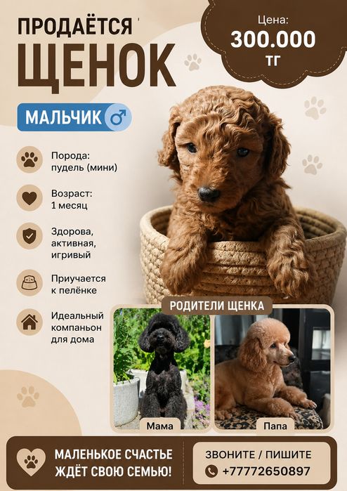 Малый пудель щенок