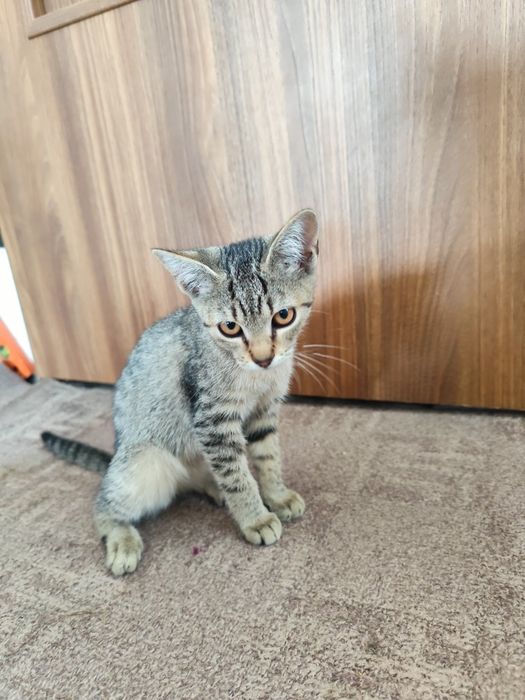 Adopție pisicuțe și pisoi