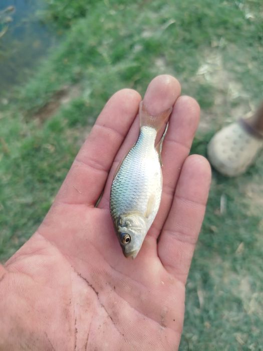 Продам малька Карп, Сазан