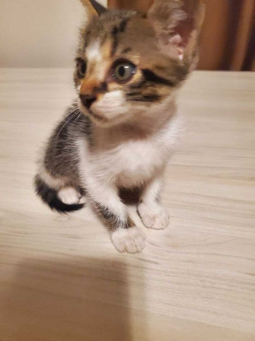 Две прекрасни котенца на 2 месеца търсят дом