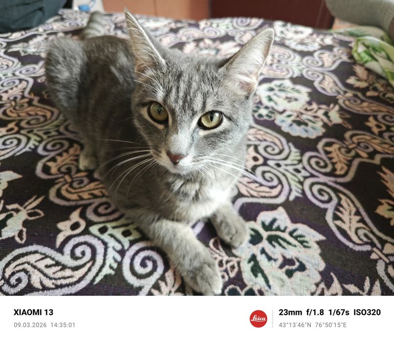 Отдам котенка в хорошие руки