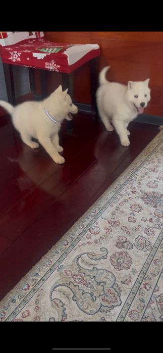 Белые хаски только в Питомнике Хаски Планета