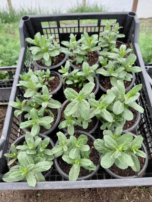 Разсад - Мента, Джоджен, Магданоз, Копър