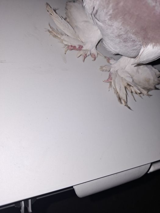 Продам голубя 1 шт