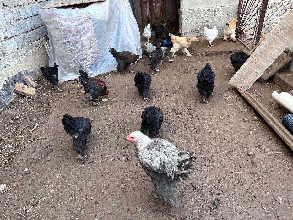 Продается цыпленки