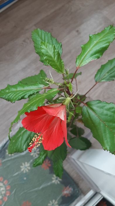 Комнатные растения