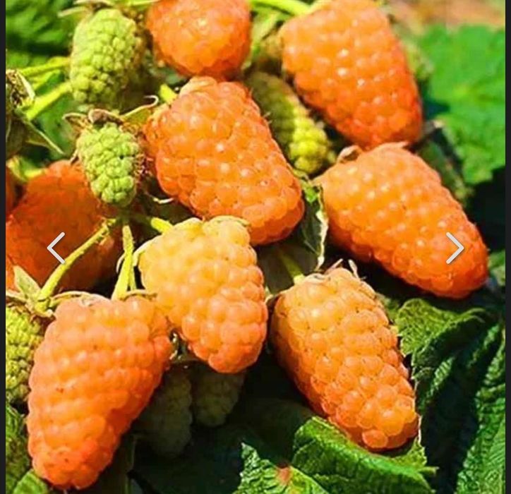 Малина жёлтая сортовая