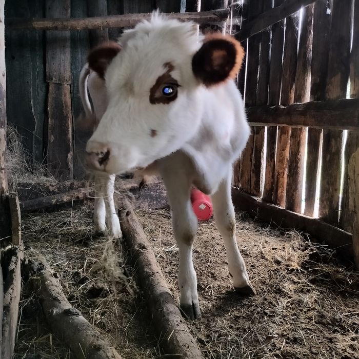 Продам бычка 4 месяца