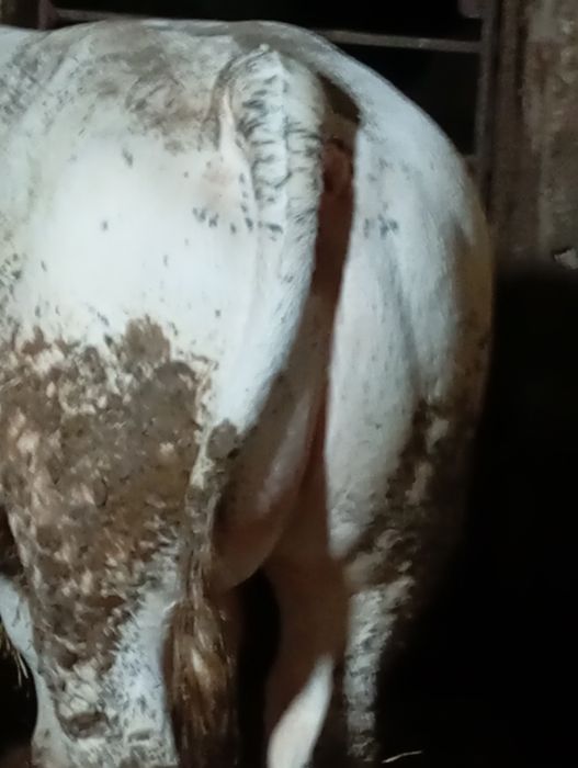 De vânzare 10 viței frumosi