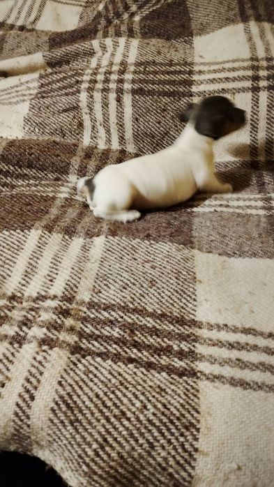 Джак ръсел териер