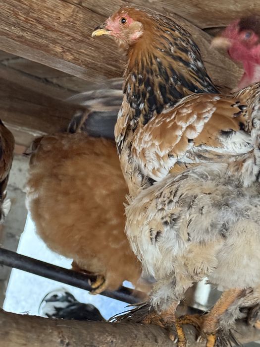 Gaini brahma colorate