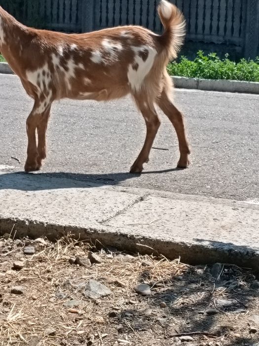 Vând  o iada de 5 luni