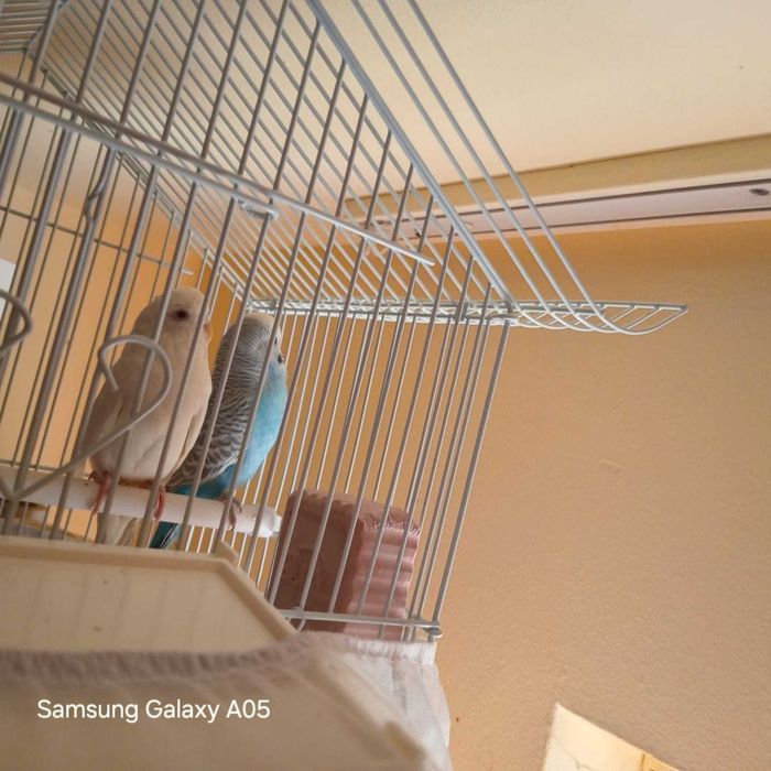 Vand perus alb femela