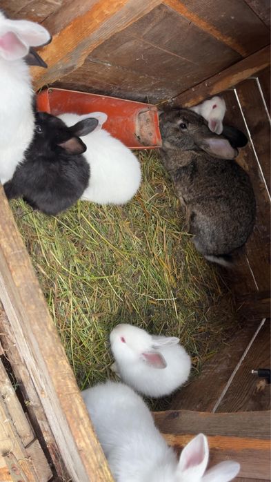 Vand pui de iepurași cu mama lor