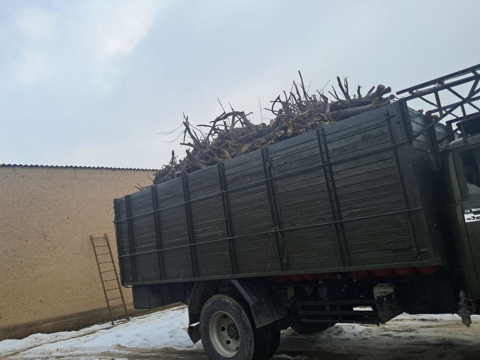 ÕTIN/дарахт/хезум