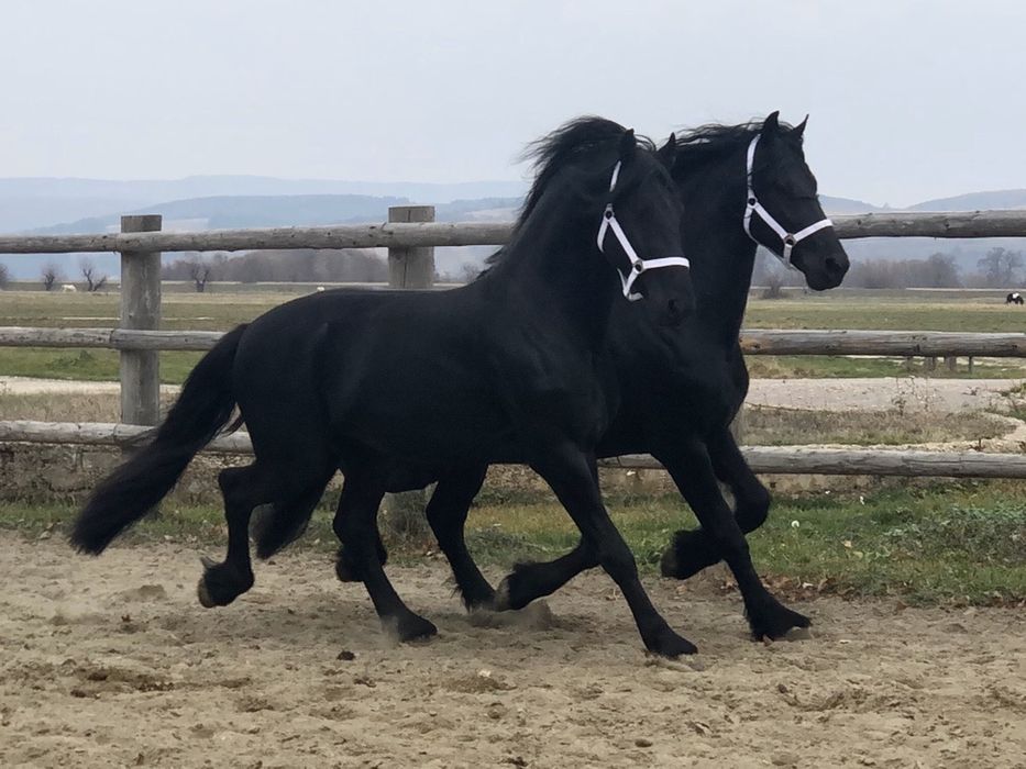 TOP Friesian armăsari Friesieni