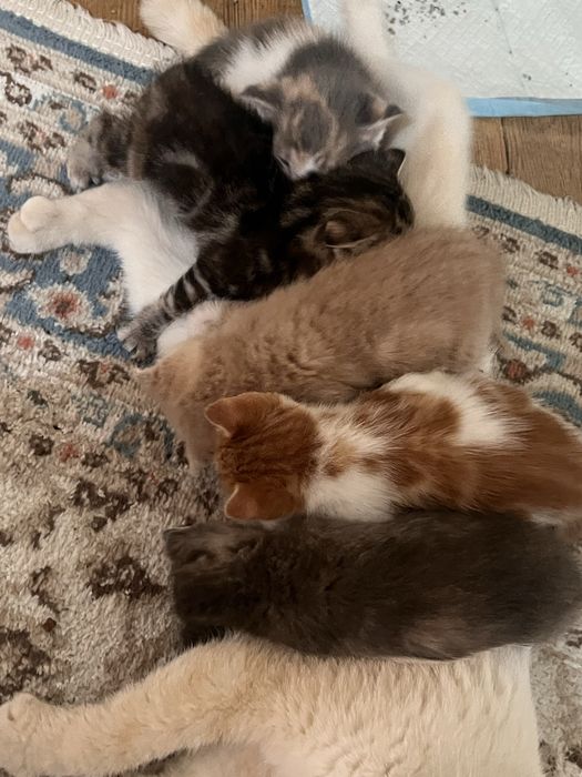 Отдам котят в добрые руки