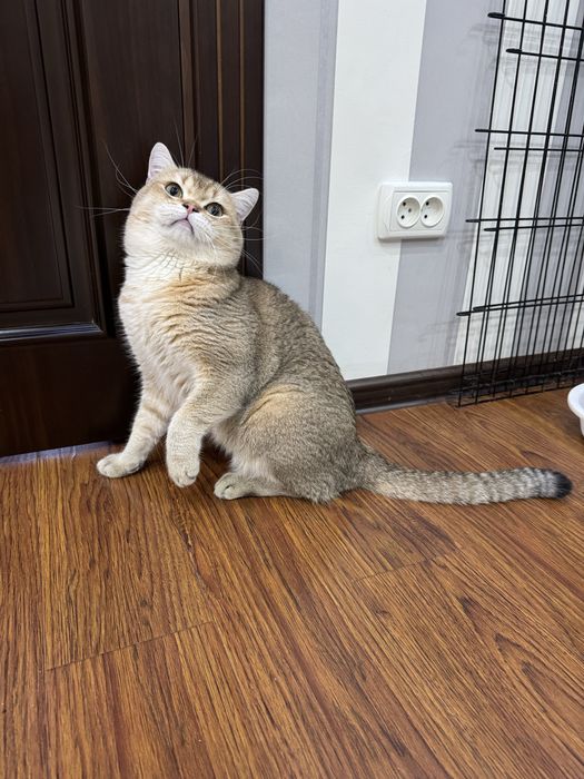 Шикарный кот золотой британец в любимцы