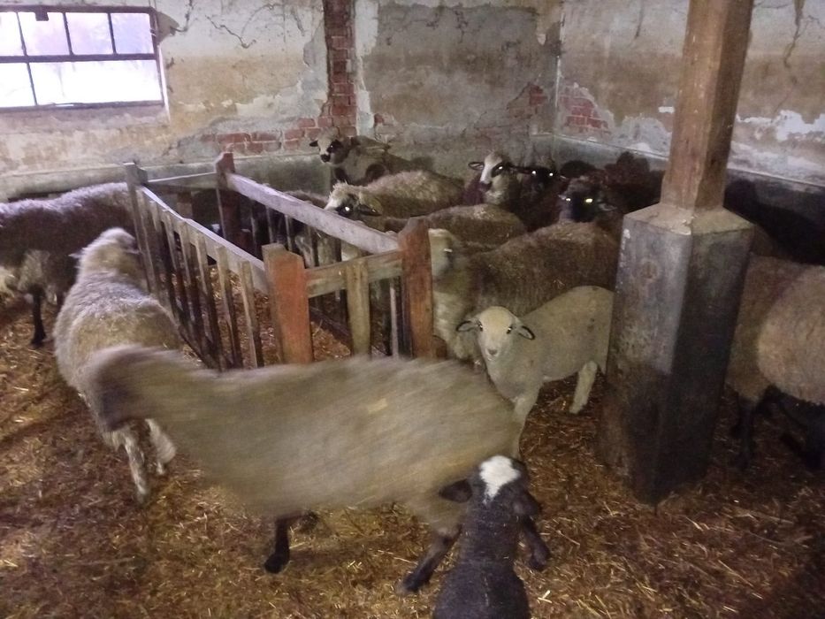 Oi cu miei de vânzare – 10 oi, 10 miei + 2 berbeci