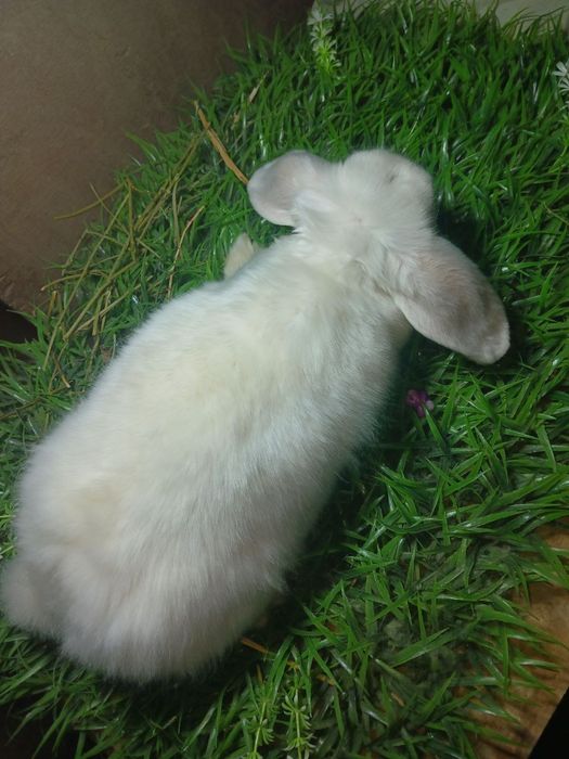 Quyon karlik baran almaz glaz stin samka