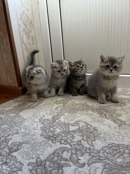 Scottish fold and stright