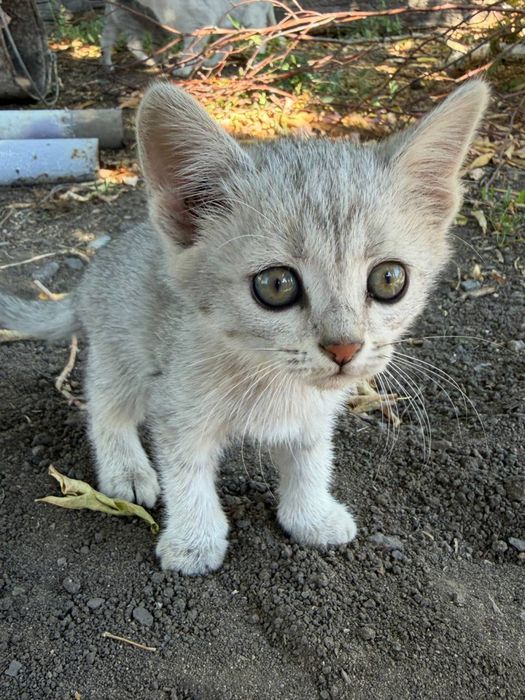 Отдам котят в добрые руки