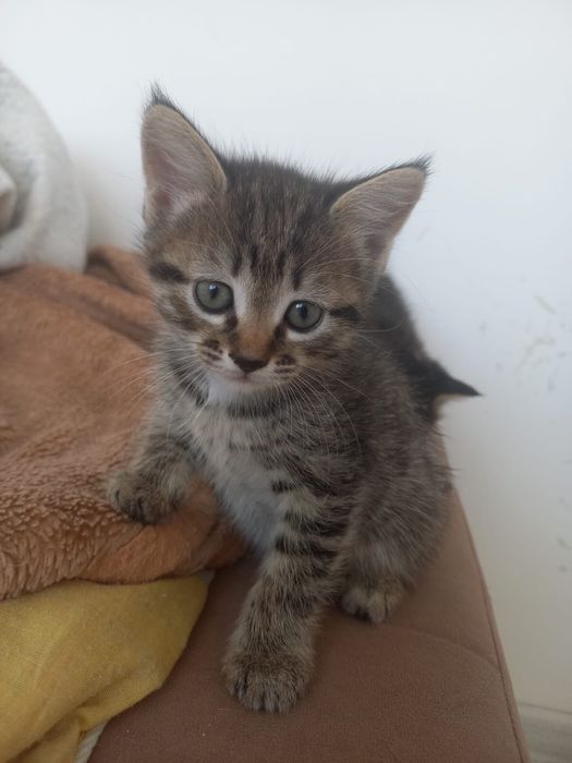 Отдам котят в хорошие руки