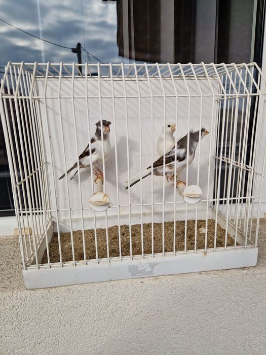 Канари цветни и Орфей