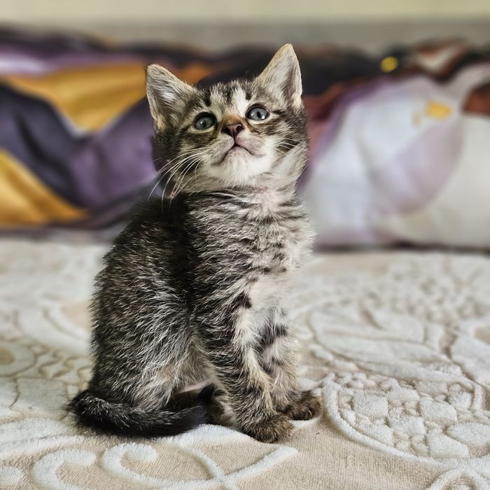 Котята в поисках дома ,  Ташкент !!!