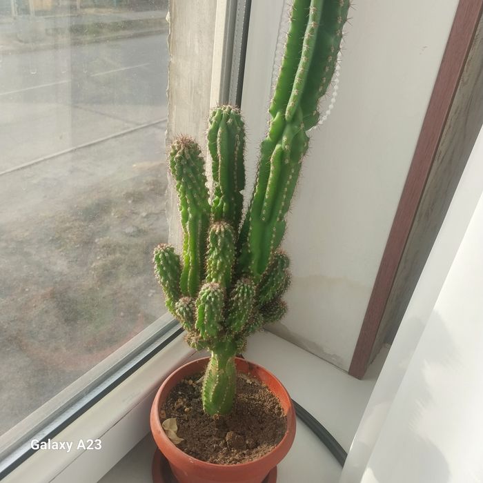 Комнатные цветы кактусы