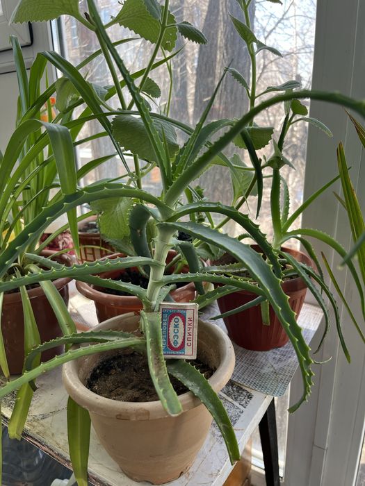 Алое трехлетний