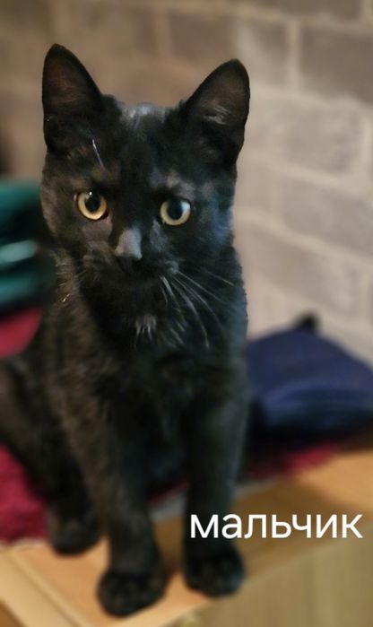 Котёнок мальчик и котёнок девочка.
