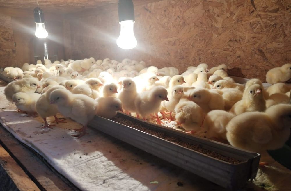 Бройлерные цыплята
