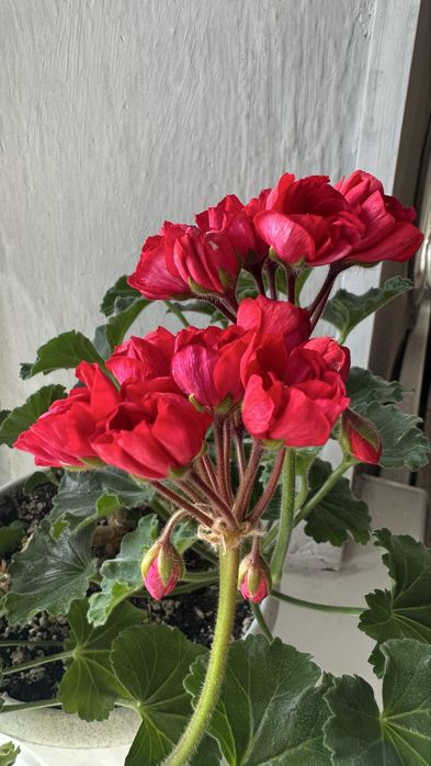 Укореннёные черенки сортовых пеларгоний