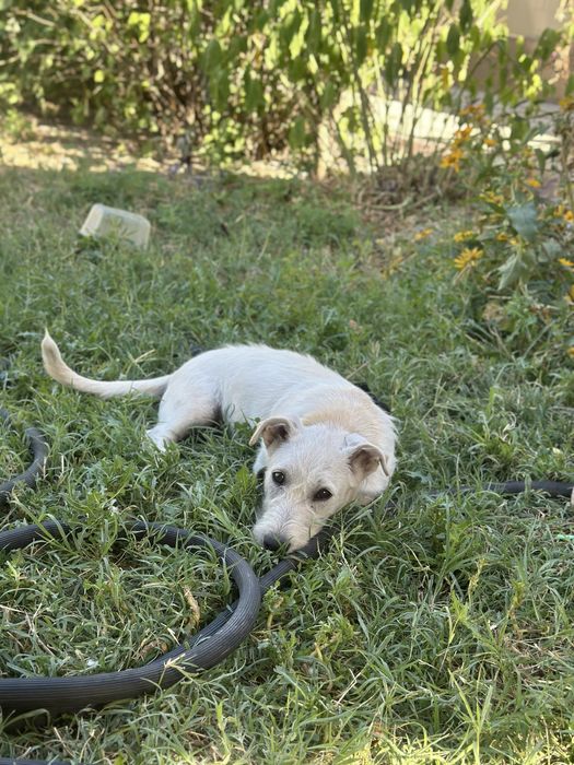 Лабрадор Ретривер Метис