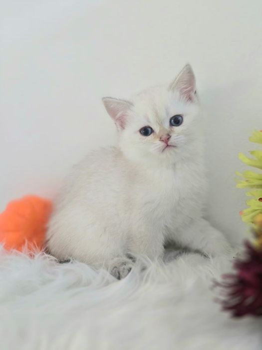 Котятки от 80 тыс и выше