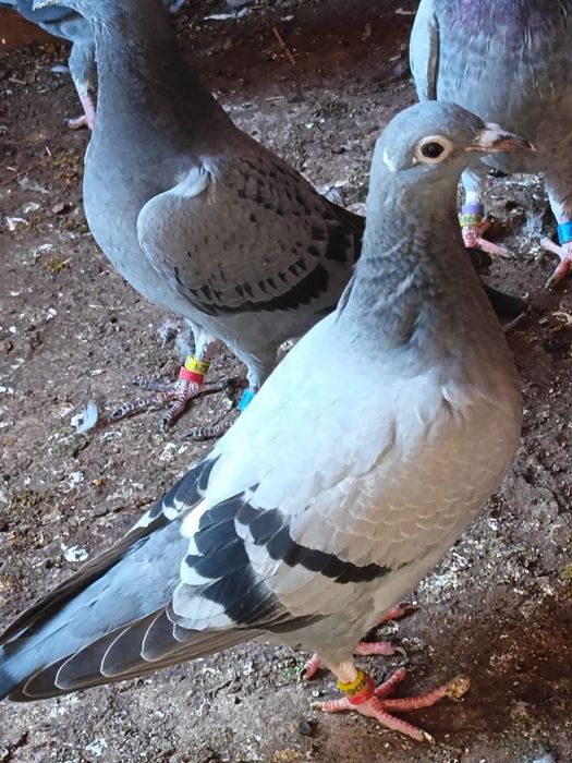 Vănd pui 2026 sportivi