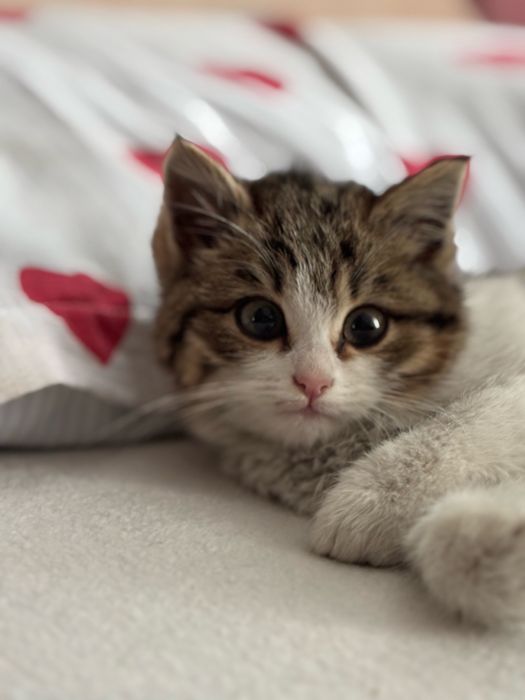 Девочка в добрые руки