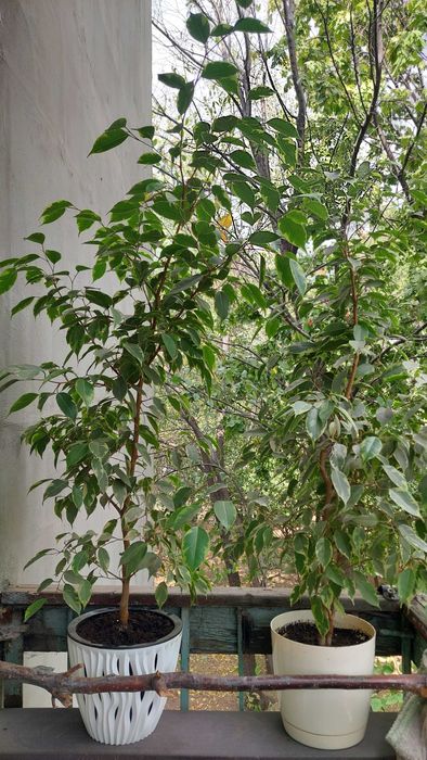 Продам взрослые фикусы