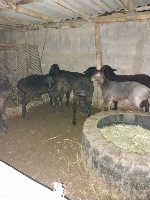 Продам баранов самцов