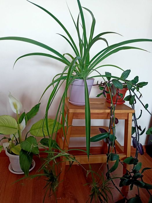 Цезалпиния, лимони, дафинов лист, стайни растения, за Варна