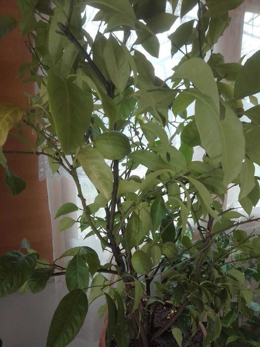 Лайм - лайм - лимон