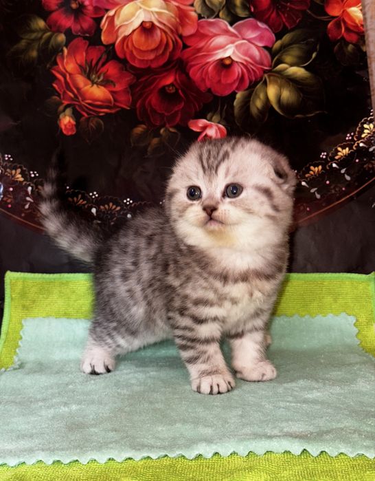 Котята британская шиншилла и скоттиш фолд
