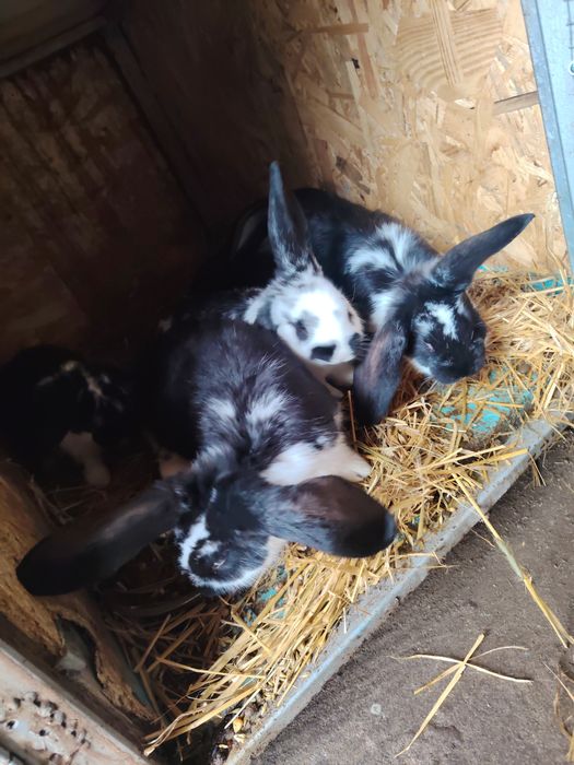 Vând iepuri diferite rase