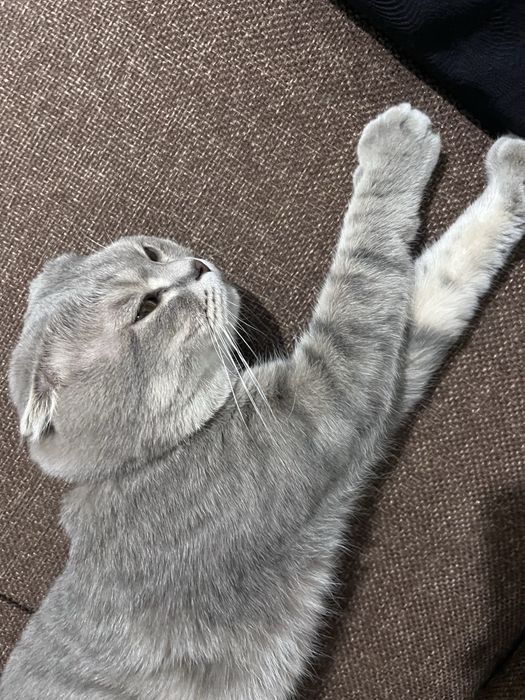 scottish fold sotiladi