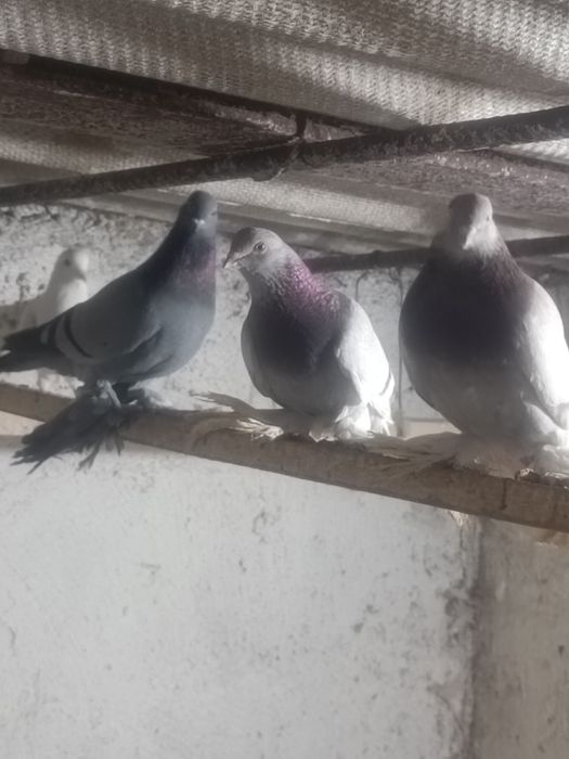 Голуби на игру разные